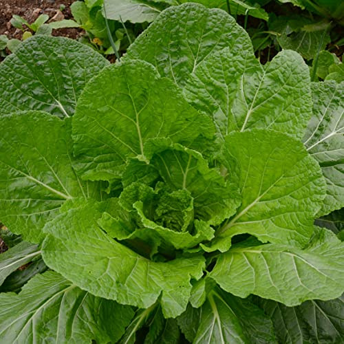 Florida Broadleaf Mustard Greens (mmmm.Good) -(100 - Seeds)