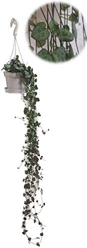 Chandelier ? suspendre fleuri (cer opegia woodii ssp. woodii), Tr?s facile d'entretien, plante suspendue - im 11cm Topf