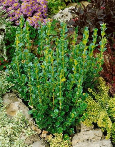 Buxus semp 'Rotundifolia' 20-25 cm - Buchsbaum, immergrün, ideal für Hecken und Formschnitt, pflegeleicht und winterhart