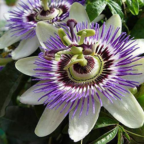 2 x Passiflora caerulea - Set di 2 piante rampicanti multicolore – Invernali & verde sempreverde – 2 X 1,5 litri