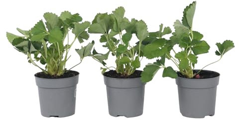 Plant in a Box - Fragaria x ananassa Roman - Set de 3 - Plantes de fraises grimpantes rustiques - Pot 9cm -Hauteur 15-20cm