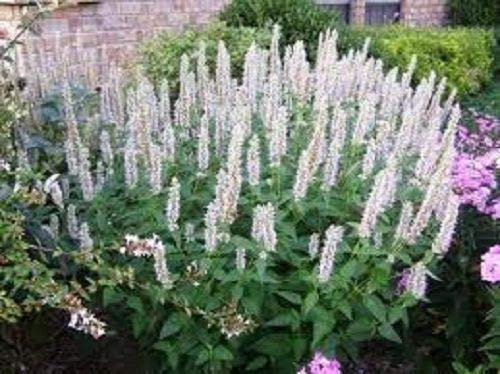 50 + Semi/Pack Semi di Fiori di Agastache Bianco Puro issopo perenni
