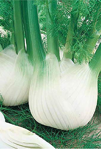 Germisem Fenchel FINO, mehrfarbig, EC1116