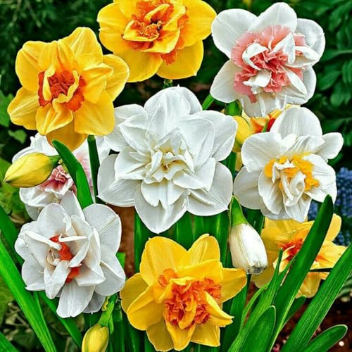 Raro Narciso bulbi,Piante perenni,Narciso pianta vera,resistenti al freddo,Tagliare,Facile da curare(non artificiali)-10 bulbi-I