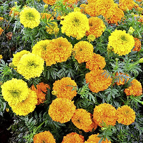 Marigold Indian Kushi Mix Garden Plant Half-Hardy Annual Flowering Garden Plants Easy to Grow Your Own 1x Seed Packet by Thompson and Morgan.