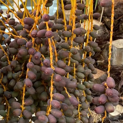 acquistare semi di palma da datteri di sapote, resistenti di palma da datteri da appartamento, seme fresca, resistenti 55pcs
