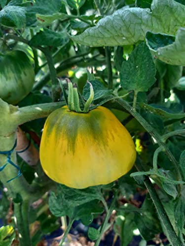 SEMI POMODORO CUORE DI BUE GIALLO-NOVITA'!!!!-