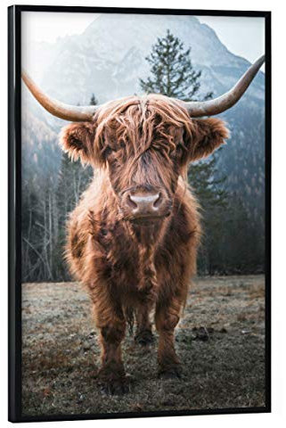 artboxONE Poster mit schwarzem Rahmen 30x20 cm Highland Cow in Nature von Künstler AB1 Edition - Poster mit Kunststoffrahmen