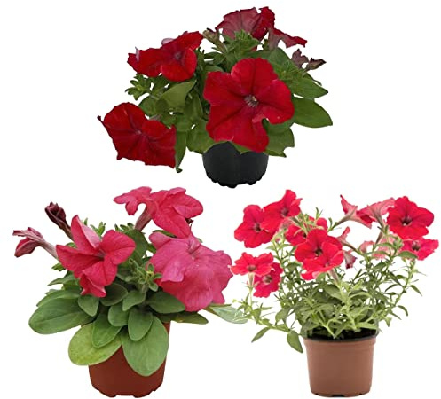 Flores de Exterior Petunias Pack 3 Plantas Que Florecen en Primavera