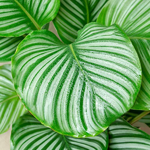 Premium Calathea Peacock Plant | Indoor 20-30cm Potted | Houseplant for Sale