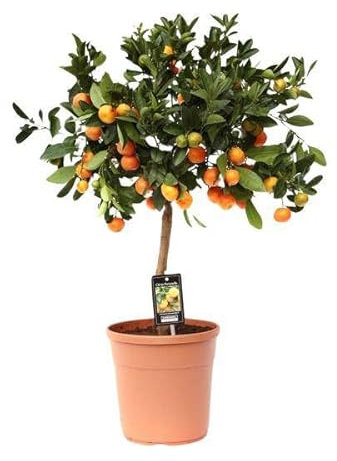 Orangenbaum – Calamondinorange – Citrus Calamondin – Ø22cm – ca. 80cm hoch – dekorativer Zitrusbaum mit Früchten für Balkon, Terrasse und Innenräume