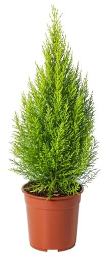 Ciprés Goldcrest Árbol Natural para Exterior Cupressus Macrocarpa