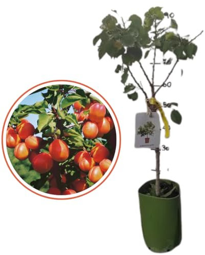 Vivaio Garden Forest Albicocco nano, Pianta da frutto, Nano, Pianta da vaso, Pianta vera, Albero da frutta, Pianta piccola, Albicocca, Marmellata, Succo, Vitamine