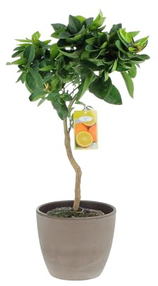 KENTIS – Citrus Sinensis – apelsinträd – fruktträd för trädgård och balkong – H 70–80 cm, kruka Ø 20 cm