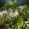 Semillas De Hojas De Curry Plantas De Hierbas Semillas OrgáNicas Hierbas De Cocina Hojas De Curry Semillas Hierbas Silvestres Frescas Hierbas Especias Indias Plantas 80 Hojas Curry Semillas De Plantas