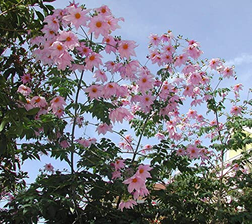 Dahlia Imperialis Bell Tree Dahlia Giant Dahlia 5 Fresh Seeds