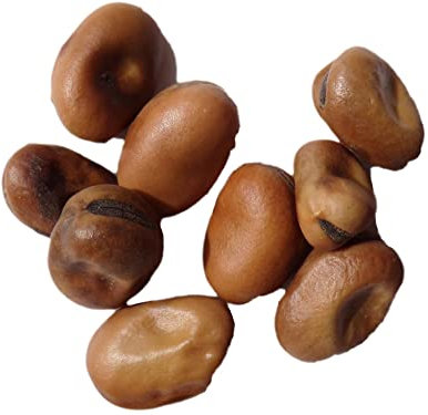 Féverole Bio Féverole - 500 grammes - Vicia Faba L. (Engrais Vert) SEM06