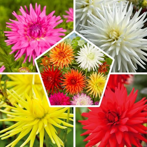 Collection de bulbes de dahlia cactus, 5 variétés de bulbes de dahlia mélange de Hollande, véritable grand mélange de plantes de dahlia avec des fleurs pour le jardin et les pots