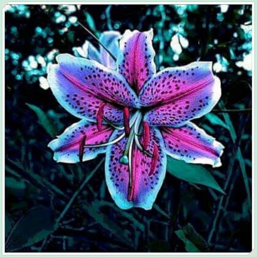 Lilium tubérculos cebollas mix,cebollas perennes resistentes al invierno,Decorativo,Gracia,lirios en maceta,lirios cebollas resistentes,Excelente ornamento.-8 cebollas-E