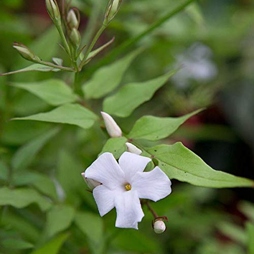 Jasminum Officinale - Winter-Jasmin 50-60 cm Pflanzcontainer