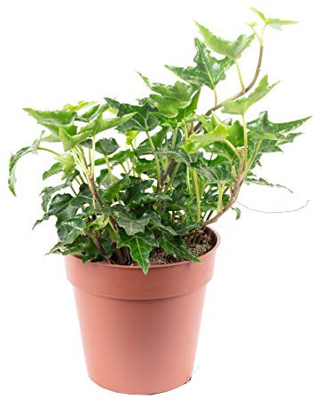 Gemeiner Efeu grün - pflegeleichte Zimmerpflanze, Hedera helix - Höhe ca. 15 cm, Topf-Ø 9 cm