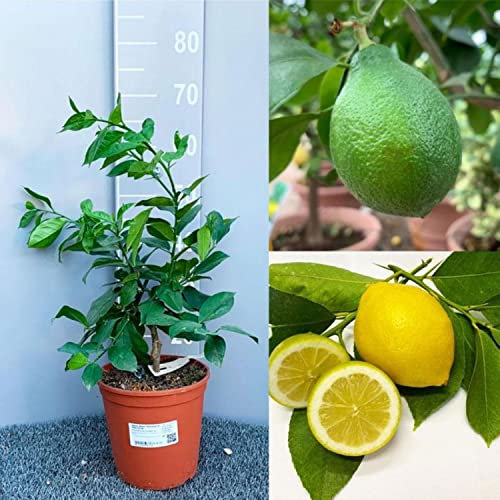 SAVINI VIVAI Citronnier Plante Lemox Agrume en pot de 18/20 cm hauteur 60/70 cm 2 ans de greffage, fabriqué en Italie