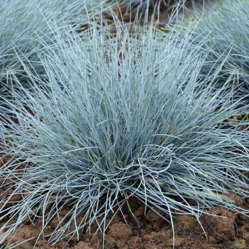 1 x Large Festuca Intense Blue - Strong Colour Ready to Be Planted – Amazing Blue Fescue Grass in 9 Cm Pot