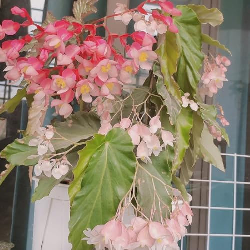 Forellenbegonie Pflanze Samen, grünpflanzen zimmerpflanzen Begonia maculata, balkonpflanzen winterhart mehrjährig winterharte balkonpflanzen winterharte pflanzen für garten bonsai 80pcs