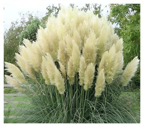 Stauden Gänge 10 x Cortaderia selloana 'White' im 1 Liter Topf (Ziergras/Gräser/Winterhart/Mehrjährig/Immergrün) Weißes Pampasgras - Majestätische, schneeweiße Federn für Ihren Garten
