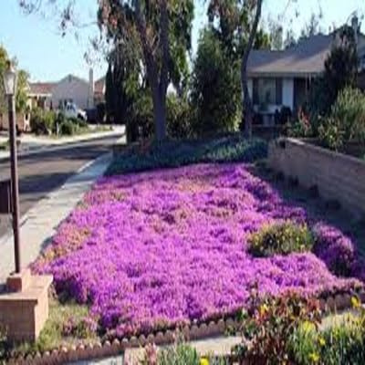 400 semillas de hierbas tomillo rastrero, Planta cubren la decoración de flores de jardín