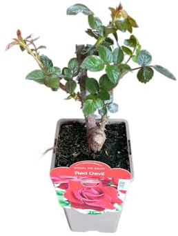 Planta de Rosal Rojo Vivo Arbusto con Rosas Naturales Fácil de Cuidar