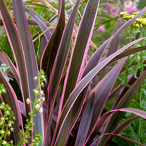 Phormium Pink Stripe - New Zealand Flax | Outdoor Perennial Plants Garden Ready
