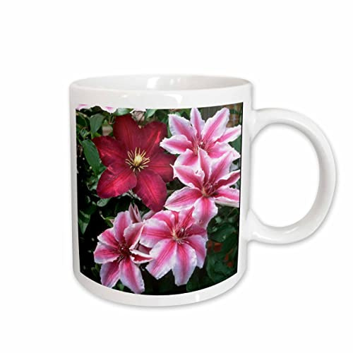 3dRose Carnaby and Niobe Clematis on trellis, Marion County, Illinois 15oz Mug