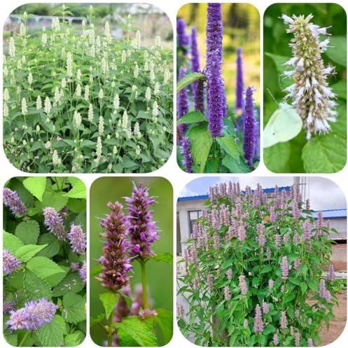 semillas de ortiga perfumadas, resistentes para el jardín Agastache foeniculum, rocas resistentes jardín para camas elevadas 350pcs