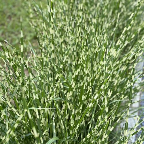 semillas de ornamental exterior, ornamentales resistentes. ornamentales resistentes perennes macetas sombra para jardín invierno para 500pcs