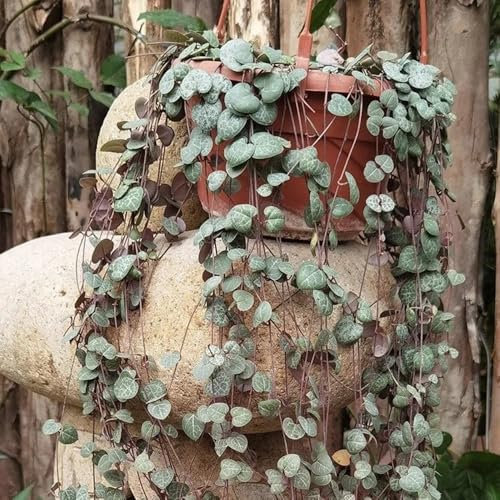 leuchterblume hängend samen seltene pflanzen, hochbeet samen, ceropegia woodii, pflanzen für draußen winterhart bonsai samen, winterharte kübelpflanzen steingartenpflanzen winterhart 200pcs