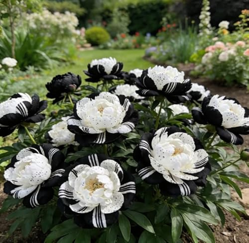 Rizomi di peonia - Rizomi di peonia sfusi in vendita - Arbusto robusto - Perenni resistenti e robusti - Decorazione da giardino-1 unità-G