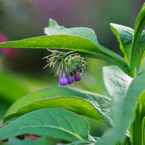 Semi di consolida maggiore, Symphytum officinale, Le da giardino sono resistenti 500pcs