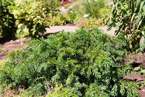 Taxus baccata 'Repandens' 30-40 cm - Kriech-Eibe, immergrün, ideal für Grabbepflanzung und Steingärten, pflegeleicht, winterhart