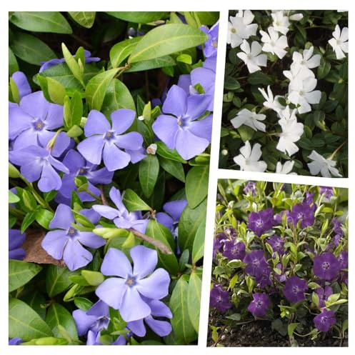 Stauden Gänge 30 x Vinca minor Farbmix (Staude/Winterhart/Bodendecker/Immergrün/Mehrjährig) Kleines Immergrün im Mix - Ein Teppich in Blau, Weiß und Lila - sehr pflegeleicht