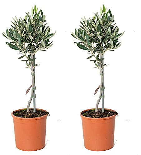Bloomique - Lot de 2 - Olea Europaea - Olivier sur tige - Plantes de jardin - Résistant au gel - 30-40 cm de haut - Pot 14 cm