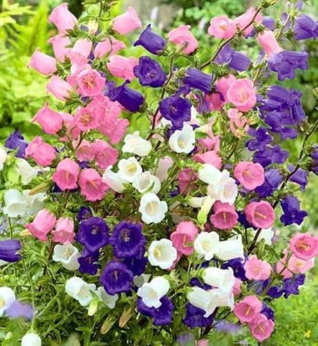 Semi Campanula Semplice, Seme per bordature vasi aiuole da Giardino simple bellflower seeds