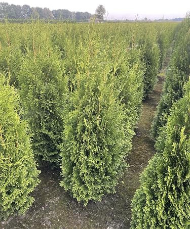 2 Thuja Brabant 120-150cm XXl ohne Topf gemessen frisch vom Feld Gartenhecke Heckenpflanzen Immergrüner Lebensbaum