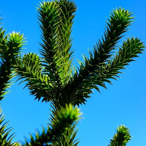 Araucaria du Chili - Araucaria Araucana 30/40cm - Plante - Hauteur 20 à 25 m - Exposition Soleil Sol