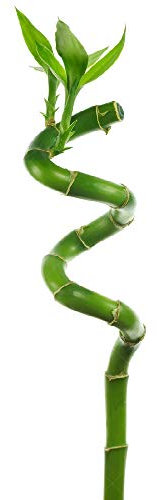 3 x Lucky Bamboo 40cm Spiral Stems for Indoor Plant Pot Garden Windowsill Bowl