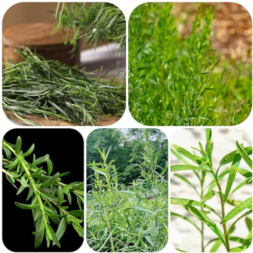 semillas de estragón orgánico, resistentes estragón, tradicionales para camas elevadas, jardín para balcón jardín medicinales 100pcs