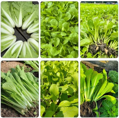 pak choi semillas de semillas de cama elevada para balcón decorativas balcón resistentes resistentes jardín interior jardín 500pcs