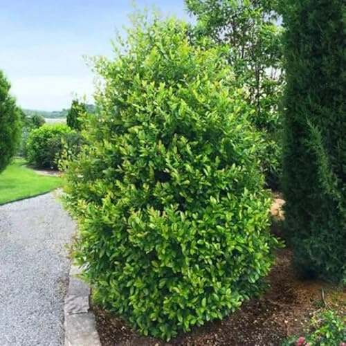2 Cherry Laurel Trees 6-12 Tall Live Plants in 2.5 pots - Prunus caroliniana