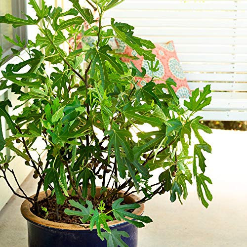 Dwarf Fig ‘Little Miss Figgy’ in 9cm Pot x 1 or x 2 by Thompson and Morgan (1)