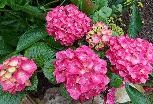 Glowing Embers Pink Mophead Hydrangea - Live Plant - (1 QT)